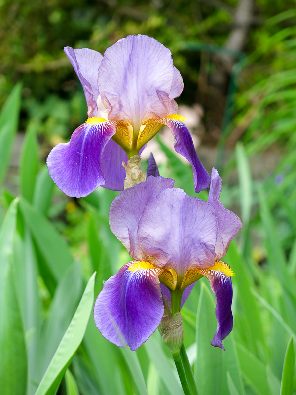 Iris Croatica